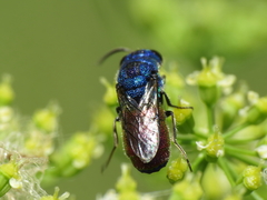 Chrysis analis