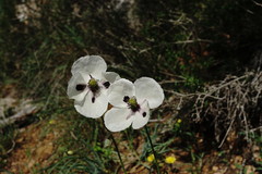 Papaver albiflorum