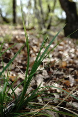 Carex depauperata