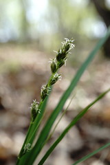 Carex depauperata