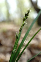 Carex depauperata