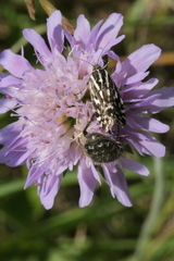 Oxythyrea