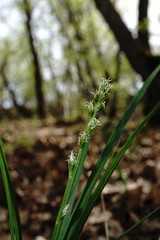 Carex depauperata