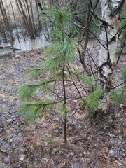 Pinus sibirica