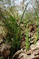 Carex depauperata