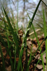 Carex depauperata