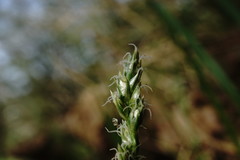Carex depauperata