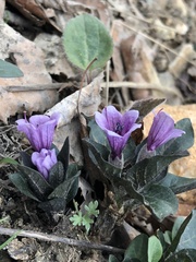 Physochlaina physaloides