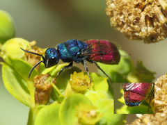 Chrysis analis