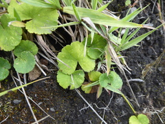 Hydrocotyle bonplandii