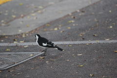 Grallina cyanoleuca