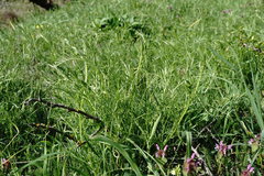 Vicia tenuifolia dalmatica