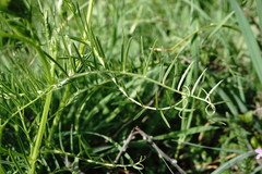 Vicia tenuifolia dalmatica