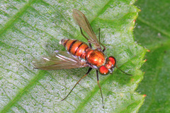 Condylostylus comatus