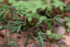 Caulophyllum robustum