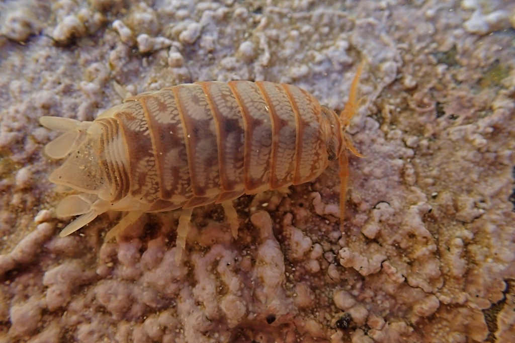 Cirolana undulata