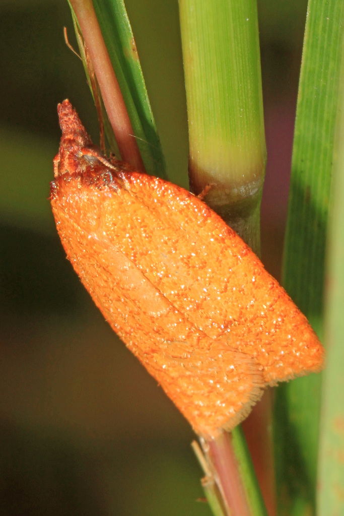 Distinct Sparganothis