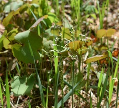 Anthoxanthum glabrum