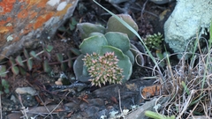 Crassula lactea