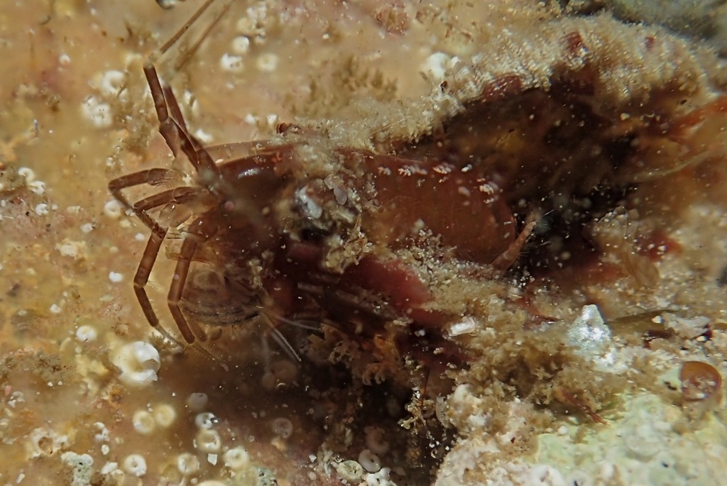 Cymadusa filosa