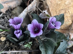 Physochlaina physaloides