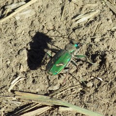 Cicindela purpurea