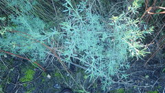Calobota cytisoides