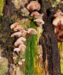 Marasmiellus affixus