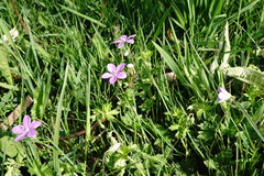 Geranium asphodeloides
