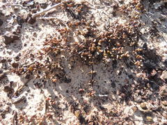 Lampranthus debilis