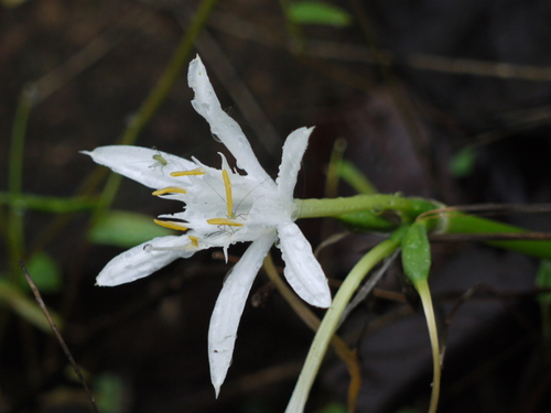 Pancratium triflorum (Pancratium triflorum)