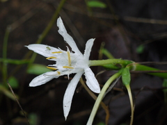 Pancratium triflorum