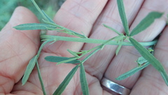 Calobota cytisoides