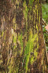 Marasmiellus affixus