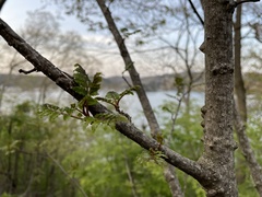 Zanthoxylum piperitum