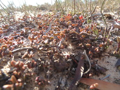 Lampranthus debilis