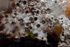 Image of Dendropoma corallinaceum