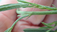 Calobota cytisoides