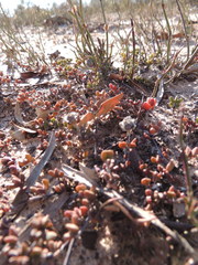 Lampranthus debilis