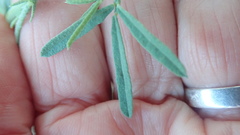 Calobota cytisoides