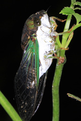 Neotibicen tibicen tibicen