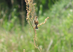 Cisticola juncidis