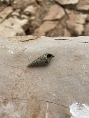 Clibanarius erythropus