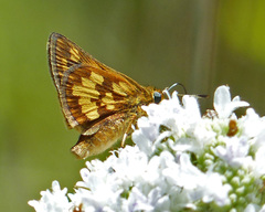 Polites peckius