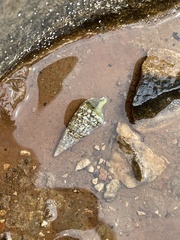 Clibanarius erythropus