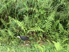 Amaurornis phoenicurus