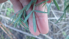 Calobota cytisoides