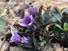 Physochlaina physaloides