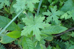 Geranium ornithopodon