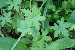 Geranium ornithopodon